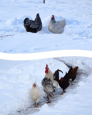 Foto: Karmel Himmelspforten - Winterwunderland4