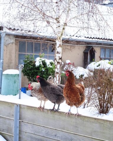 Foto: Karmel Himmelspforten - Winterwunderland5