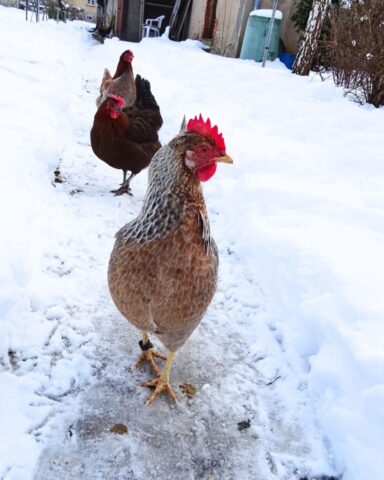 Foto: Karmel Himmelspforten - Winterwunderland6