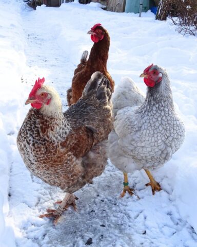 Foto: Karmel Himmelspforten - Winterwunderland7