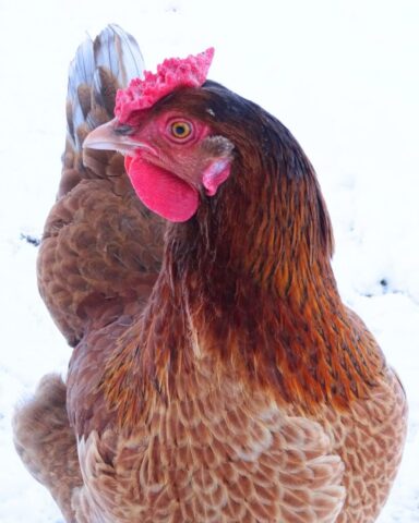 Foto: Karmel Himmelspforten - Winterwunderland8